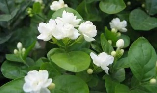 茉莉花不长叶子怎么回事 茉莉花不长叶子啥情况