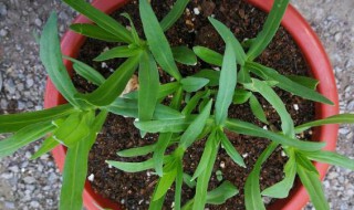 麦蓝菜和满天星幼苗的区别 麦蓝菜和满天星幼苗的区别