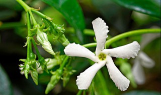 茉莉花香不香（风车茉莉花香不香）