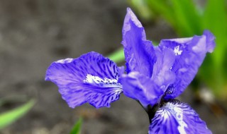 兰花花谢了以后该怎么办 兰花花谢之后怎么处理