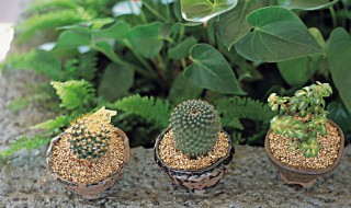 放阳台耐热耐晒植物 放阳台耐热耐晒植物盆花