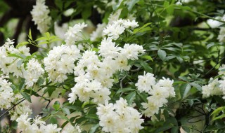 木香花的扦插繁殖方法 木香花的扦插繁殖方法图片