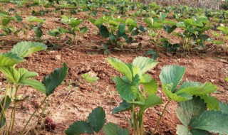 草莓苗怎样种才长得多又好?（草莓苗怎样种才长得多又好看视频）