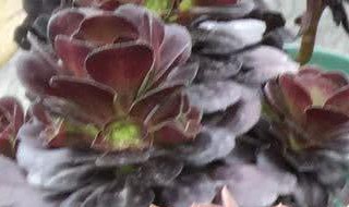 黑法师突然大量掉叶子 黑法师突然大量掉叶子什么原因