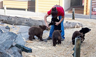 饲养员是干什么的（饲养员是干什么的喵的本书）