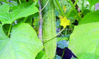 阳台黄瓜为什么只开花不结果 阳台黄瓜为什么只开花不结果