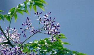 楝花花代表什么寓意 楝花的花语是什么