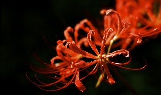 曼陀罗为什么叫情花（曼陀罗为什么叫情花呢）