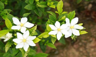 栀子花黄叶掉花苞是什么原因 栀子花黄叶掉花苞是什么原因引起的