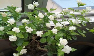 茉莉花适合什么土壤（茉莉花适合啥土壤）