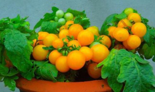 盆栽番茄一盆种几颗 盆栽小番茄一盆种几棵