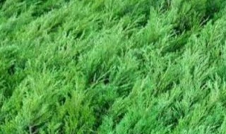 墓地绿化树苗有哪几种（墓地绿化常用树）