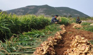 姜几月份种怎么种 姜啥时候种怎么种