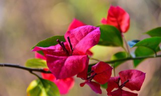 盆栽三角梅浇水方法（盆栽三角梅浇水方法图片）