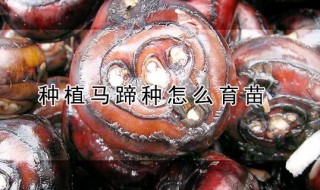 种植马蹄种怎么育苗 种植马蹄用什么方法育苗效果最好