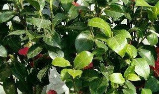 茶花树枯死的补救办法（茶花树枯萎了怎么救活）