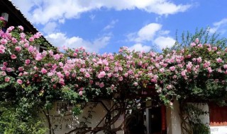 藤本花卉有哪些品种 藤本花卉有哪些种类