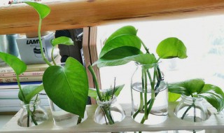 水培绿萝怎么施肥 水培绿萝怎么施肥养才能更旺盛