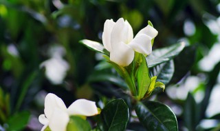 栀子花用土还是沙子 栀子花用土养还是用沙子