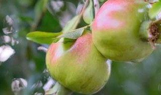 石榴树冻害不发芽怎么办（石榴树受冻不发芽怎么办）