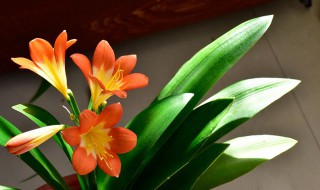 君子兰烂根烂叶怎么处理（君子兰烂根烂叶怎么处理好）