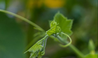 瓠瓜整枝打叉方法（瓠瓜整枝打叉方法视频）