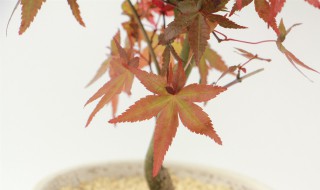 红舞姬的养殖方法和注意事项 红舞姬的养殖方法和注意事项视频