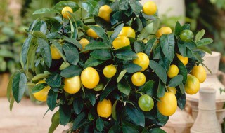 刚买回来的金桔怎么养（刚买回来的金桔怎么种）