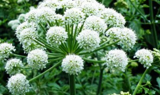 白芷来源的植物有哪些（白芷来源的植物有哪些多选题）