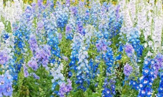 飞燕草的种植方法和注意事项（飞燕草的种植方法和注意事项有哪些）