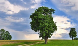 树木成长的六个阶段 树木成长的六个阶段唯美说法