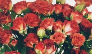 泡泡玫瑰用瓶能养多久（超感觉泡泡玫瑰如何养开）