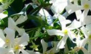 风车茉莉和多花素馨比较 风车茉莉与素馨花的区别