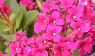 长寿花如何修剪开花多（长寿花怎样修剪才会开的花更多）