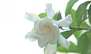 栀子花花苞期怎么施肥（栀子花花苞期怎么施肥呢）