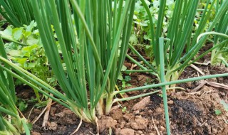 香葱怎么种植?（香葱怎么种植方法视频）
