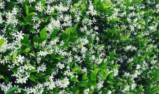 风车茉莉驱蚊虫吗? 风车茉莉招蚊虫