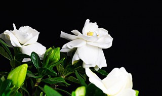 栀子花浇水加白醋还是食用醋 栀子花浇水加白醋还是食用醋呢