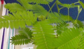 有特异功能的植物（有特异功能的植物叫什么）