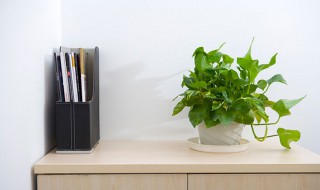 水培绿萝转为土培应该怎样操作（如何将土培绿萝转为水培）