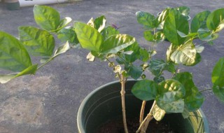 网购回来的茉莉花怎么种 茉莉花买回来怎么栽