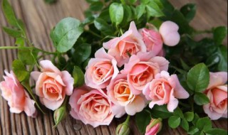 切花月季经典品种（切花月季经典品种罗德斯）