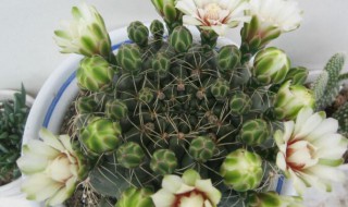 绯花玉怎么繁殖小球 绯花玉繁殖小球吗