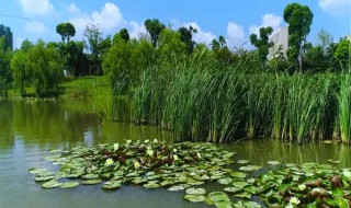 挺水植物有哪些（沼泽挺水植物有哪些）