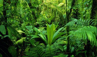 热带雨林有毒植物 热带雨林有毒植物有哪些图片
