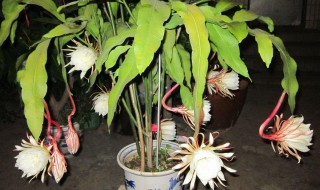 昙花怎么修剪才利于开花（昙花怎么修剪才利于开花图片）