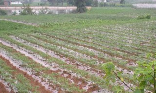 红薯地膜覆盖种植方法（种红薯需要覆盖膜吗）