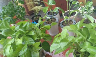 绿萝如何移栽（绿萝如何移栽好看）