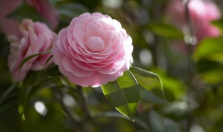 深水醒花什么意思 深水醒花是什么