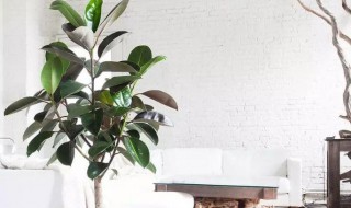 橡皮树室内养殖方法 橡皮树室内养殖方法有哪些